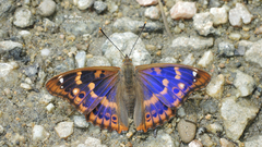 Apatura ilia f. clytie - Portrait