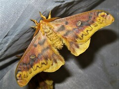 Rhodinia verecunda male