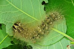 Lymantria narindra L6
