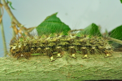 Lymantria narindra L6
