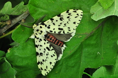 Lymantria narindra