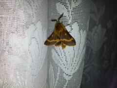 Lemonia dumi