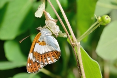 Limenitis camilla