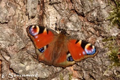 Inachis io