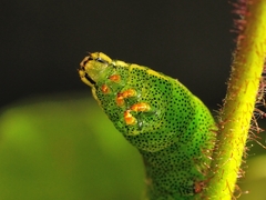 Endromis versicolora