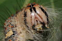 Acronicta megacephala