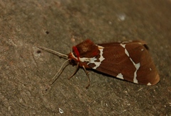Arctia caja americana Harris, 1841 (Erebidae, Arctiinae)