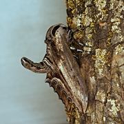Langia zenzeroides formosana ♂
