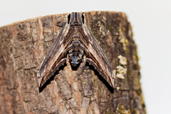 Langia zenzeroides formosana ♂