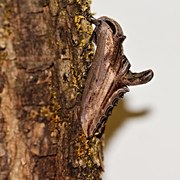 Langia zenzeroides formosana ♂