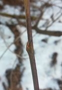 Apatura iris, L2