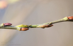 Apatura iris - Großer Schillerfalter