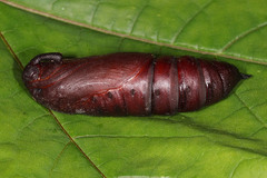 Sphinx ligustri