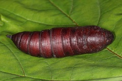Sphinx ligustri