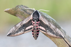 Sphinx ligustri