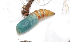 Catocala sponsa, Puppe - Großes Eichenkarmin