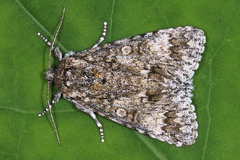 Acronicta megacephala
