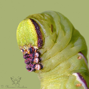 Sphinx ligustri L5