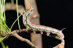 Sphinx pinastri