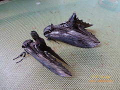Langia zenzeroides ssp. formosana