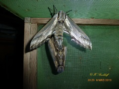 Langia zenzeroides ssp. formosana