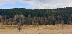 Limenitis populi Habitat