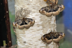 Brahmaea certia