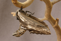 Langia zenzeroides ssp. formosana ♀