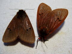 Phragmatobia fuliginosa - male (links) + female (rechts) - Zucht ex Ost-Türkei