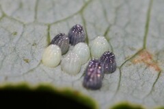 Boloria eunomia