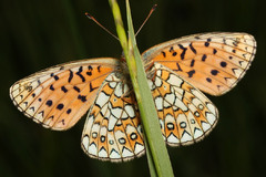 Boloria eunomia