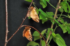 Endromis versicolora