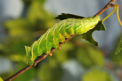 Endromis versicolora