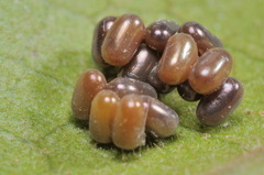 Endromis versicolora