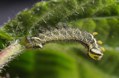 Endromis versicolora