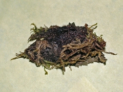 Endromis versicolora - Birkenspinner - Kokon