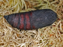 Endromis versicolora - Birkenspinner - Puppe
