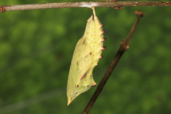 Aglais io
