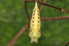 Aglais io