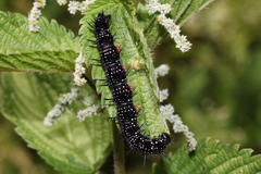 Aglais io