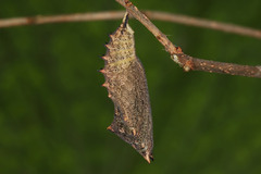 Aglais io