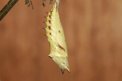 Aglais io