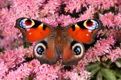 Aglais io