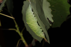 Apatura ilia