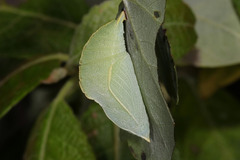 Apatura ilia