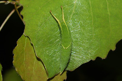 Apatura ilia