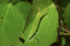 Apatura ilia