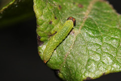 Apatura iris