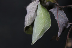 Apatura iris
