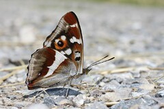 Apatura iris